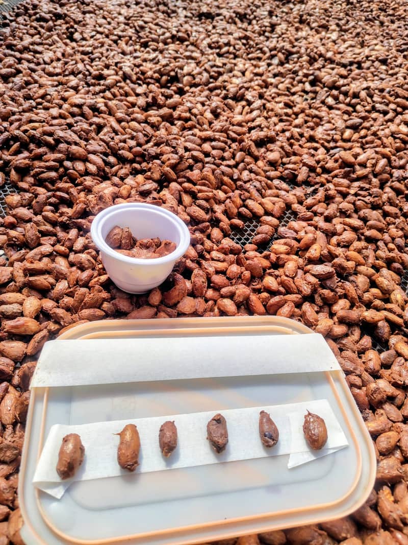 Cacao secándose con muestras de control