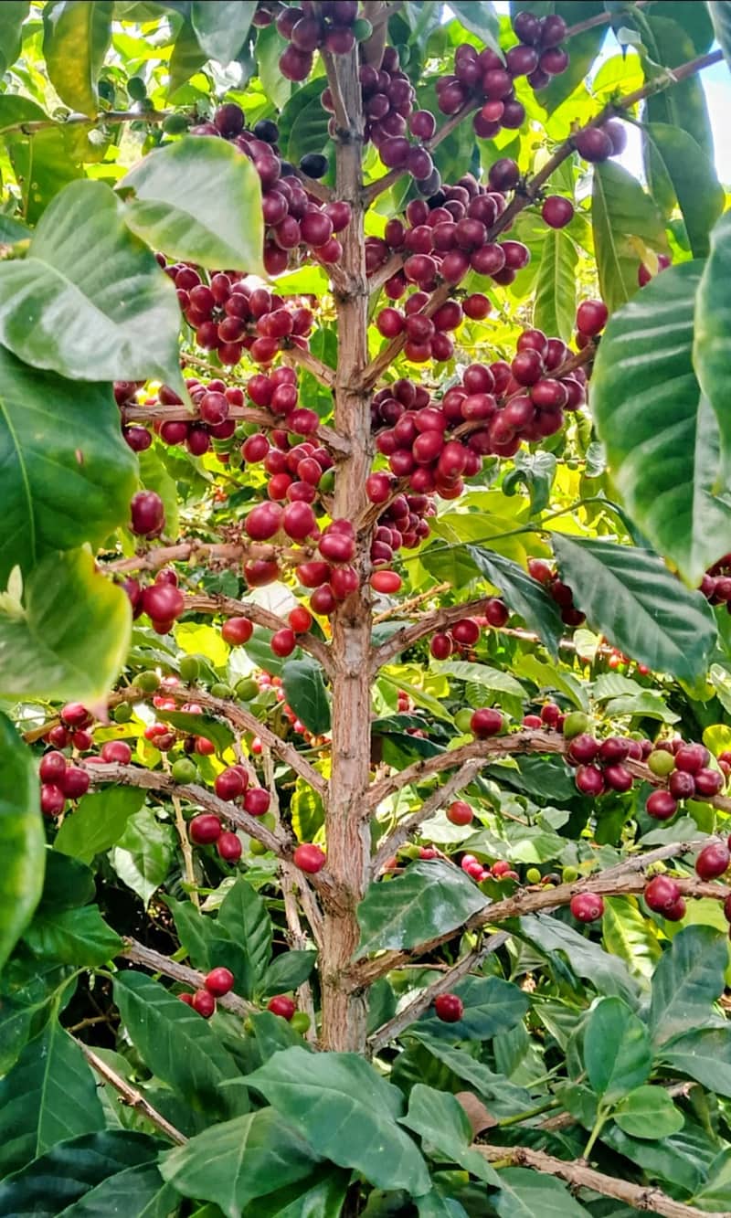Árbol de café cargado de cerezas maduras