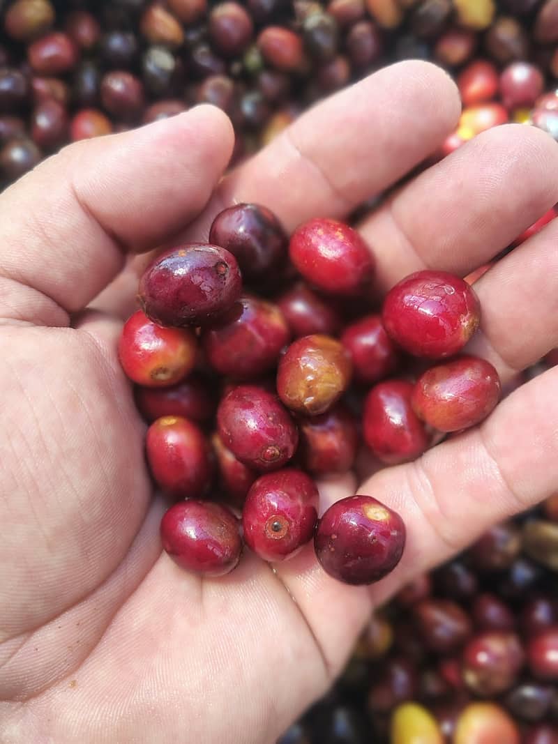 Cerezas de café maduras en la mano